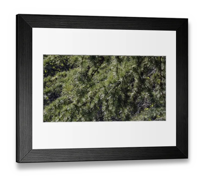 Framed Print : Cedar (cedrus) of Lebanon, Normandy in France Framed Print : Cedar (cedrus) of Lebanon, Normandy in France