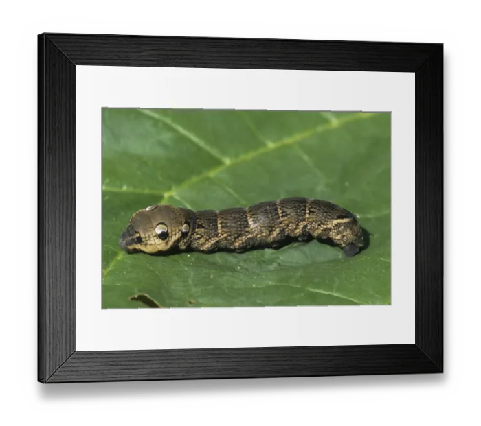 Framed Print : Elephant hawk-moth (Deilephila elpenor)