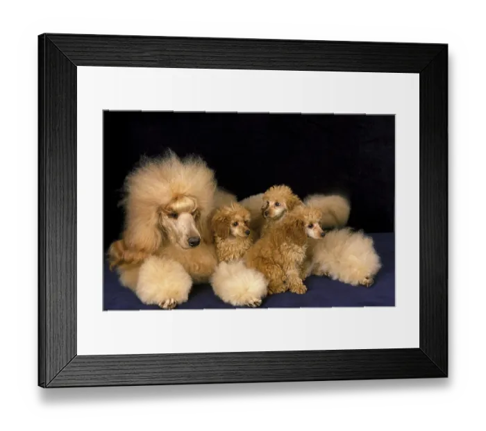 Framed Print : Apricot giant poodle dog, mother and puppies against black background