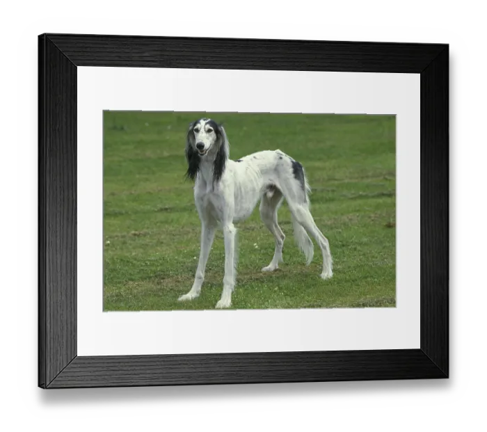 Framed Print : SALUKI DOG, ADULT, STANDING ON GRASS