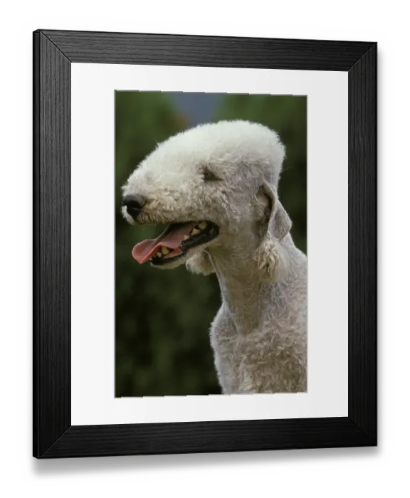 Framed Print : Bedlington Terrier Dog Portrait Framed Print : Bedlington Terrier Dog Portrait