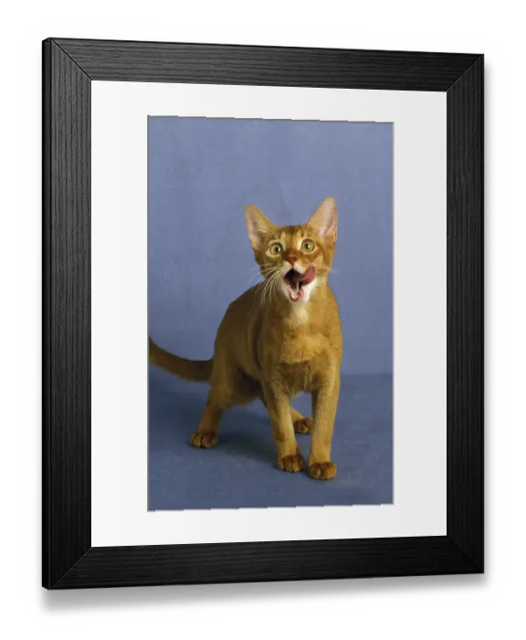 Framed Print : Red Abyssinian domestic cat licking its nose Framed Print : Red Abyssinian domestic cat licking its nose