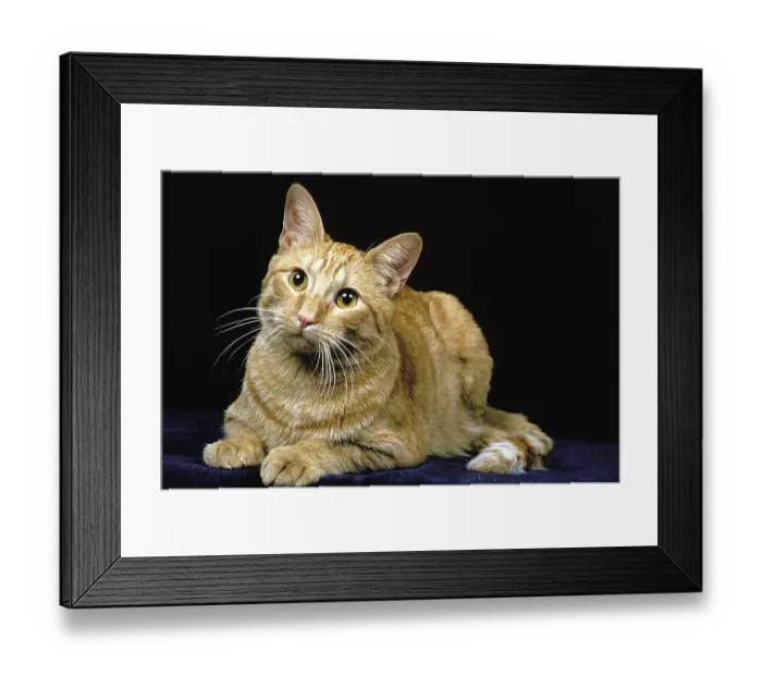 Framed Print : AMERICAN SHORT HAIR HOUSE CAT, adult LYING IN FRONT OF BLACK BACKGROUND Framed Print : AMERICAN SHORT HAIR HOUSE CAT, adult LYING IN FRONT OF BLACK BACKGROUND