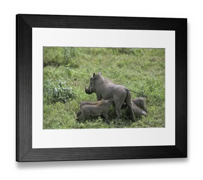 Framed Print : Desert warthog (phacochoerus aethiopicus)