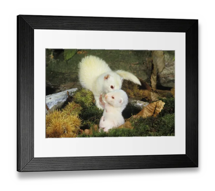 Framed Print : FERRET (mustela putorius furo), FEMALE WITH YOUNG