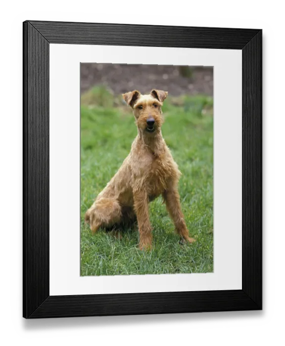 Framed Print : Irish Terrier Dog sitting on Grass