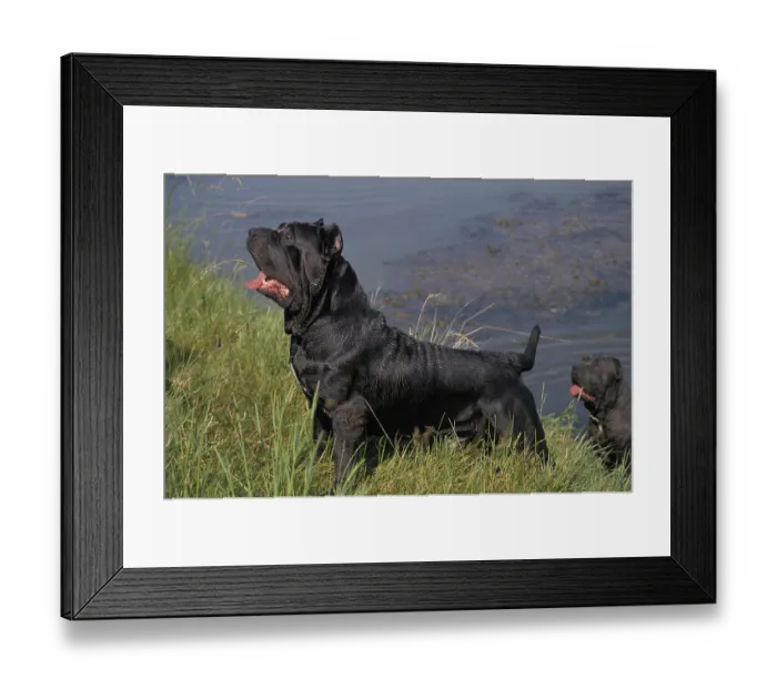 Framed Print : NEAPOLITAN MASTIFF DOG (OLD STANDARD BREED WITH CUT EARS) Framed Print : NEAPOLITAN MASTIFF DOG (OLD STANDARD BREED WITH CUT EARS)