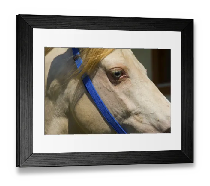 Framed Print : Akhal Teke horse, a stud farm, Ashgabat
