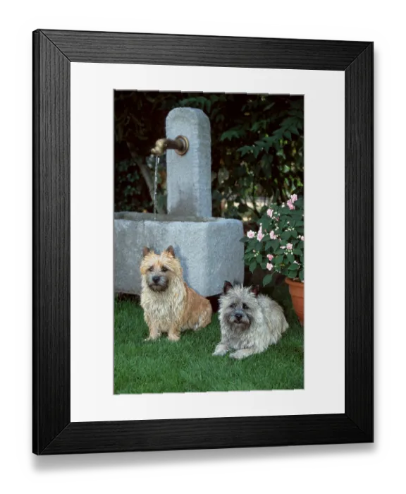 Framed Print : Cairn Terrier, red and wheaten Framed Print : Cairn Terrier, red and wheaten