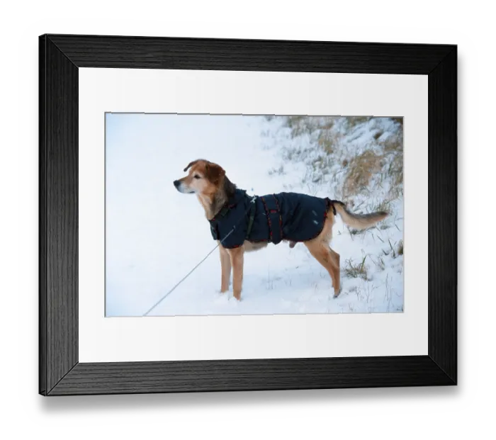 Framed Print : Mixed breed dog with coat, coat