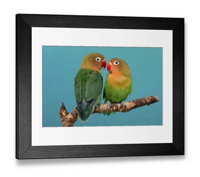 Framed Print : Fischer's Lovebirds (Agapornis fischeri) Framed Print : Fischer's Lovebirds (Agapornis fischeri)