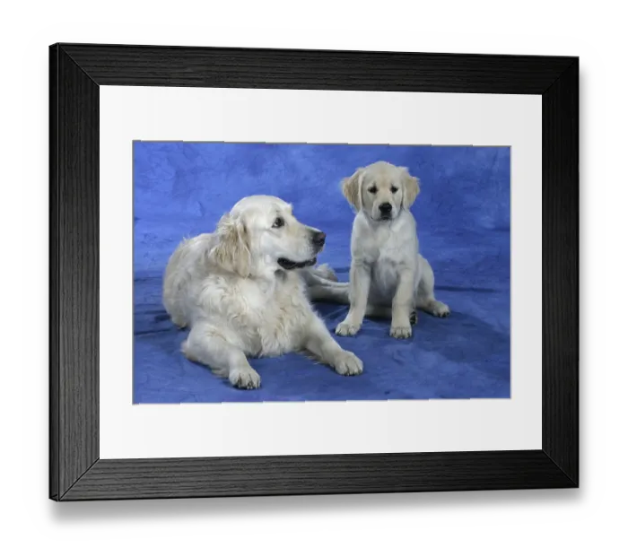 Framed Print : Golden Retriever with puppy, 11 weeks
