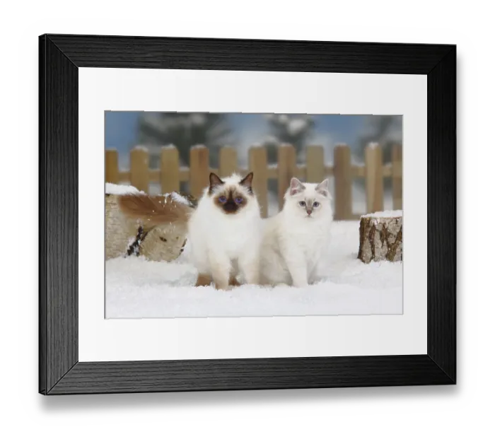 Framed Print : Birman cat, chocolate-point and lilac-tabby-point Framed Print : Birman cat, chocolate-point and lilac-tabby-point