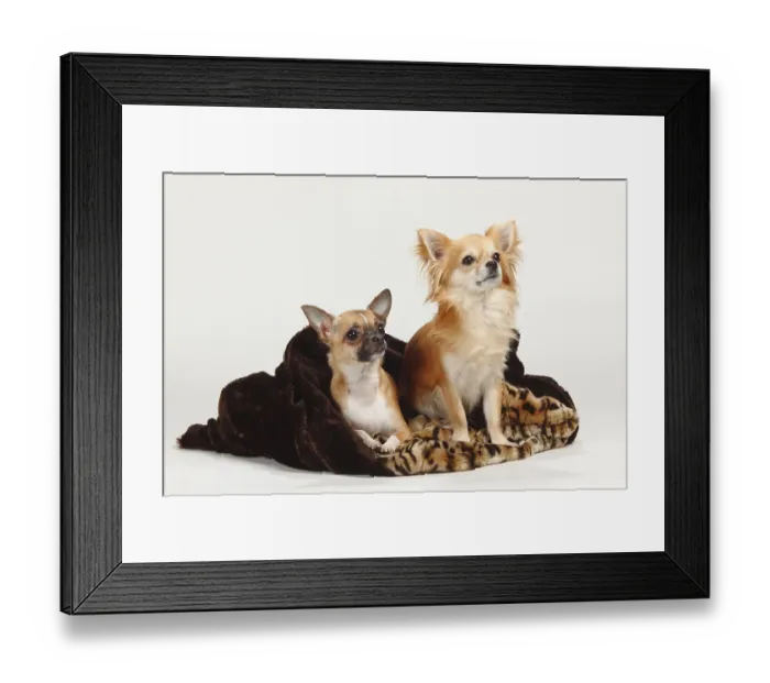 Framed Print : Chihuahuas, long-haired and short-haired