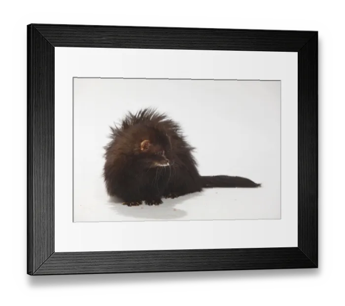 Framed Print : Ferret (Mustela putorius forma domestica) Framed Print : Ferret (Mustela putorius forma domestica)