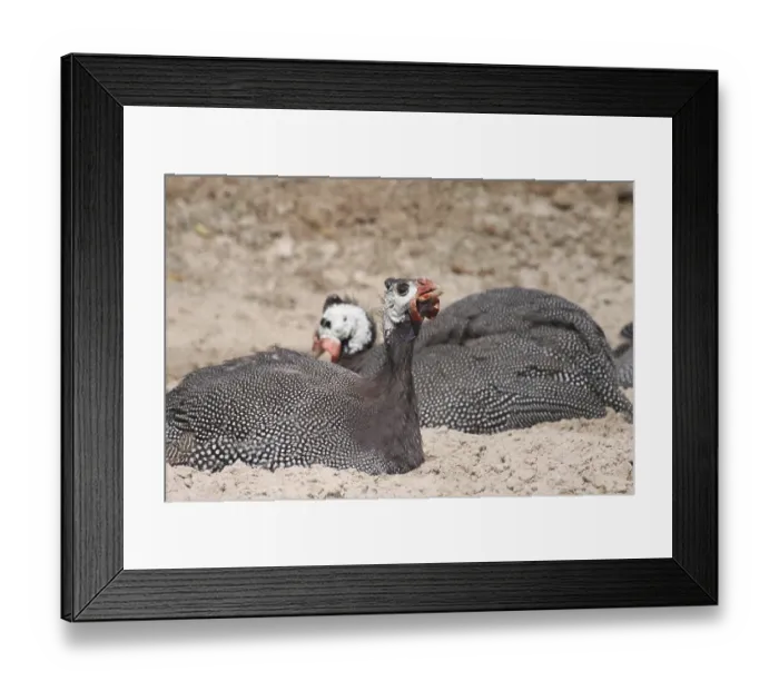 Framed Print : Guinea fowl