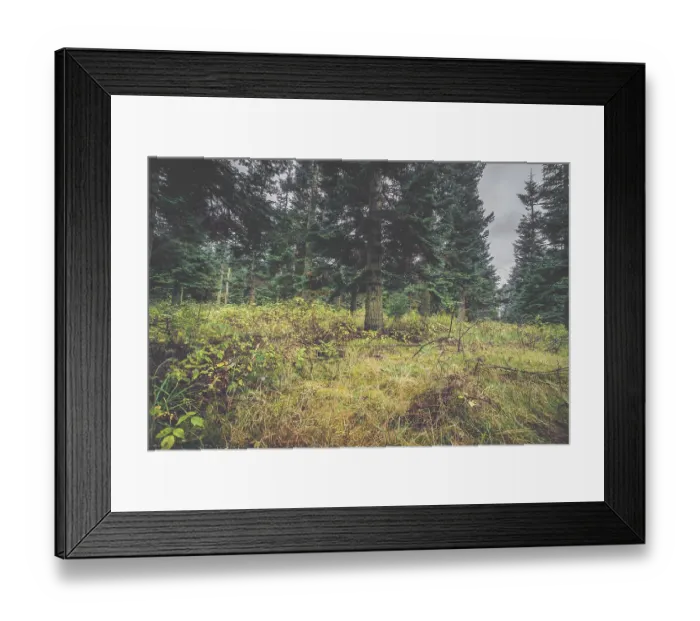 Framed Print : Green grass in a pine forest in the fall Framed Print : Green grass in a pine forest in the fall