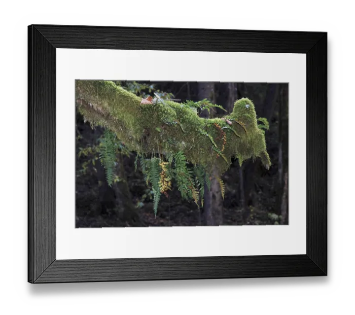 Framed Print : Nature motive
