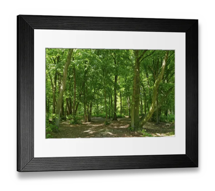 Framed Print : Forest with English oak (Quercus robur) and European hornbeam (Carpinus betulus)