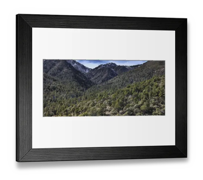 Framed Print : Coniferous and Deciduous Forest Framed Print : Coniferous and Deciduous Forest
