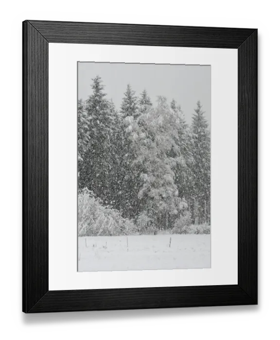 Framed Print : Heavy snowfall in a spruce mixed forest Framed Print : Heavy snowfall in a spruce mixed forest