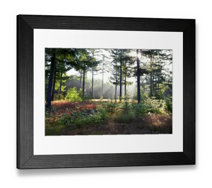 Framed Print : Morning sunbeams in green coniferous forest Framed Print : Morning sunbeams in green coniferous forest