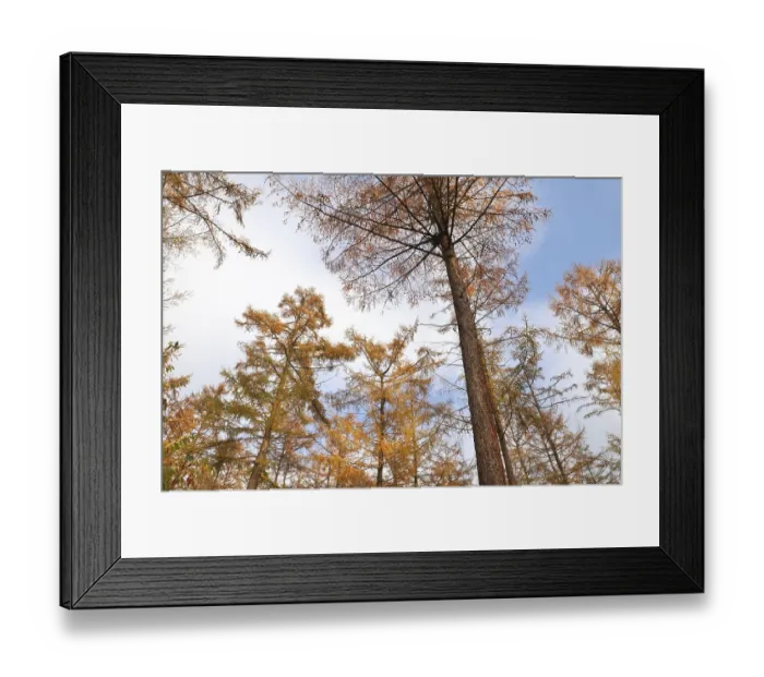 Framed Print : Larch tree forest in autumn over blue sky