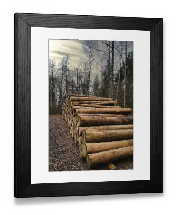 Framed Print : Stacked tree trunks by the side of the road in the forest