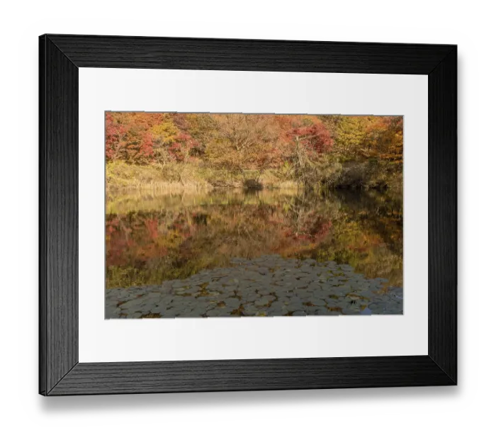 Framed Print : Trees in beautiful fall colors on shoreline of mountain pond with slightly blurred reflections in water Framed Print : Trees in beautiful fall colors on shoreline of mountain pond with slightly blurred reflections in water
