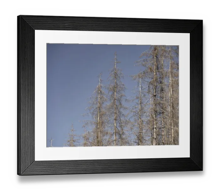 Framed Print : Dead, dead spruces (Picea), tree death Framed Print : Dead, dead spruces (Picea), tree death