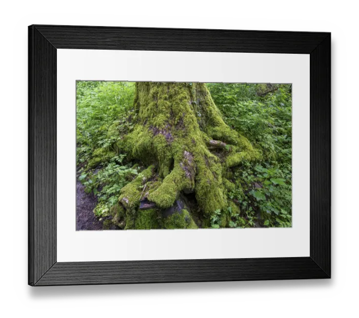 Framed Print : Stones and trees overgrown with moss in the forest at Schaumberg