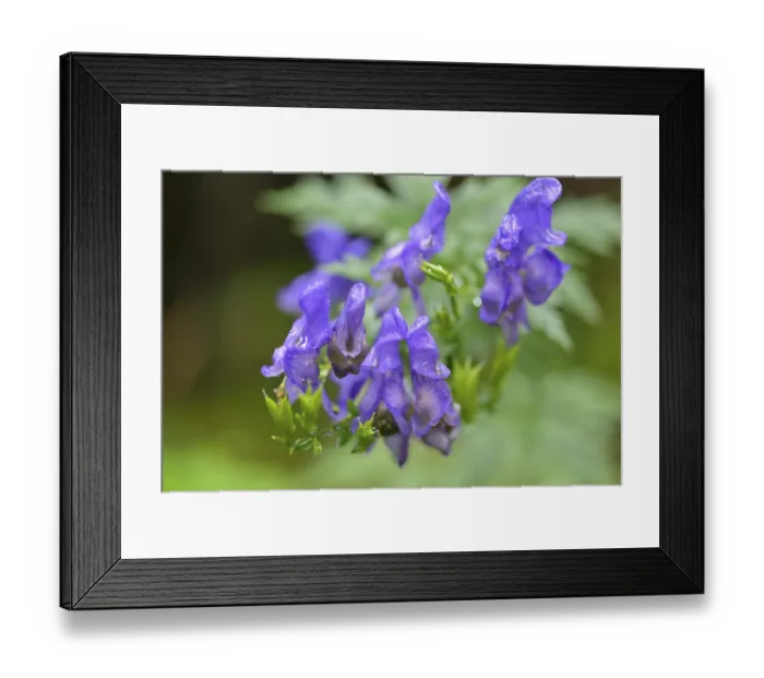 Framed Print : Monkshood (Aconitum napellus)