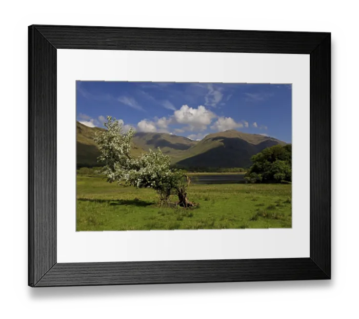 Framed Print : A lone tree in a green meadow with mountains in the background under a blue sky