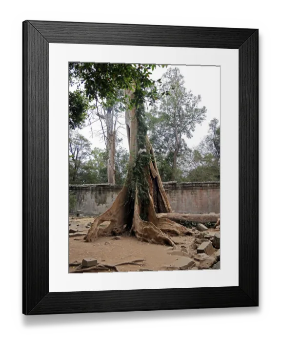 Framed Print : Ruins at Ta Prohm Temple, Siem Reap Province Framed Print : Ruins at Ta Prohm Temple, Siem Reap Province