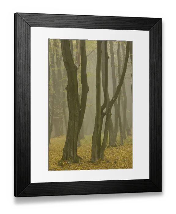 Framed Print : Ancient wood pasture with Beech (Fagus sp)