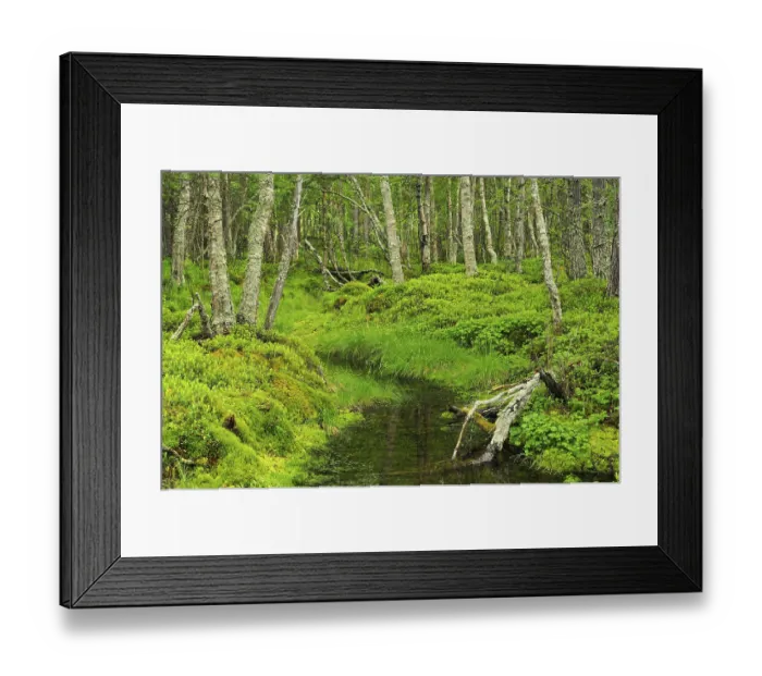 Framed Print : Forest near Straumbu, Rondane National Park Framed Print : Forest near Straumbu, Rondane National Park