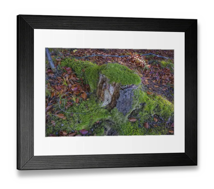 Framed Print : Mossy tree stump in autumn forest