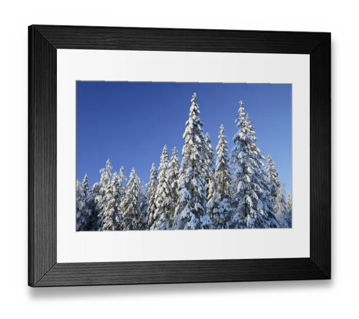 Framed Print : Arctic spruce forest in winter