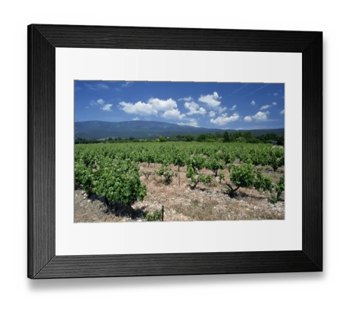 Framed Print : Vineyard in front of Mont Ventoux