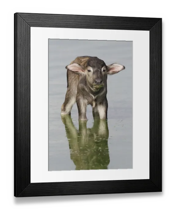 Framed Print : Bubalus arnee f. bubalis, water buffalo