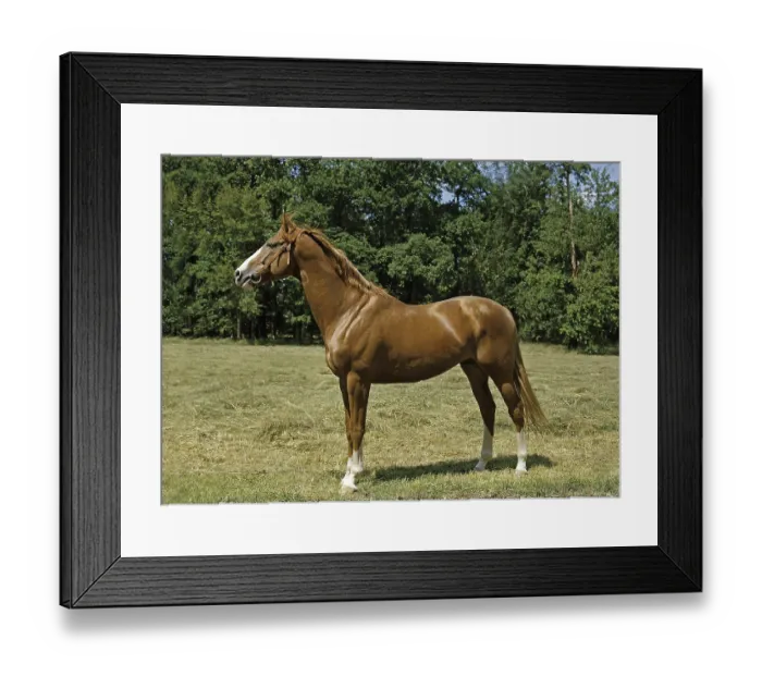 Framed Print : Anglo Arab Horse Framed Print : Anglo Arab Horse