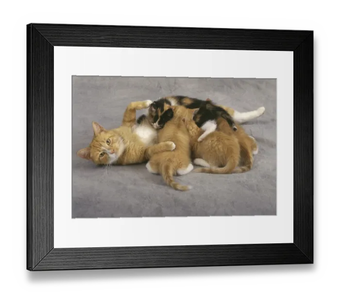 Framed Print : Mother Cat Nursing Kittens (6 week old babies)