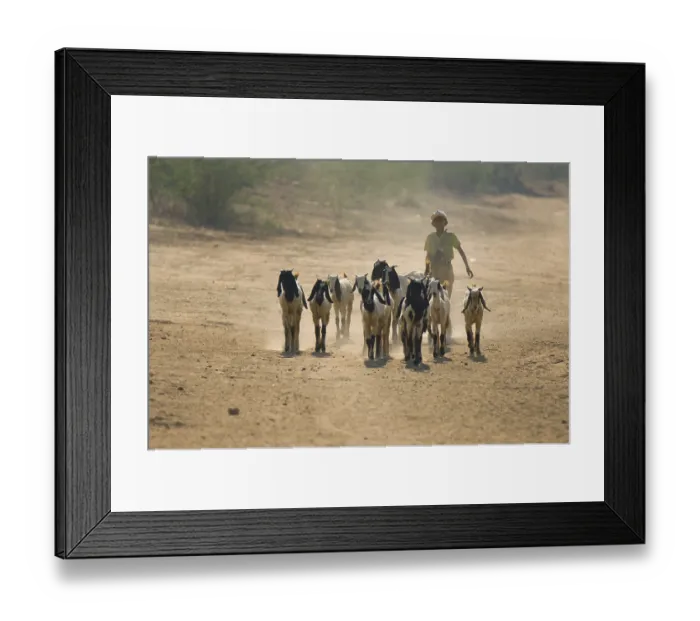 Framed Print : Shepherd with domestic goats, goats