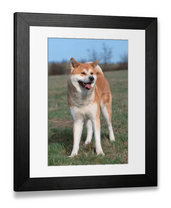 Framed Print : Akita Inu (animals) (mammals) (mammals) (domestic dog) (pet) (pet) (Japan) (outside) (outdoor) (frontal) (head-on)