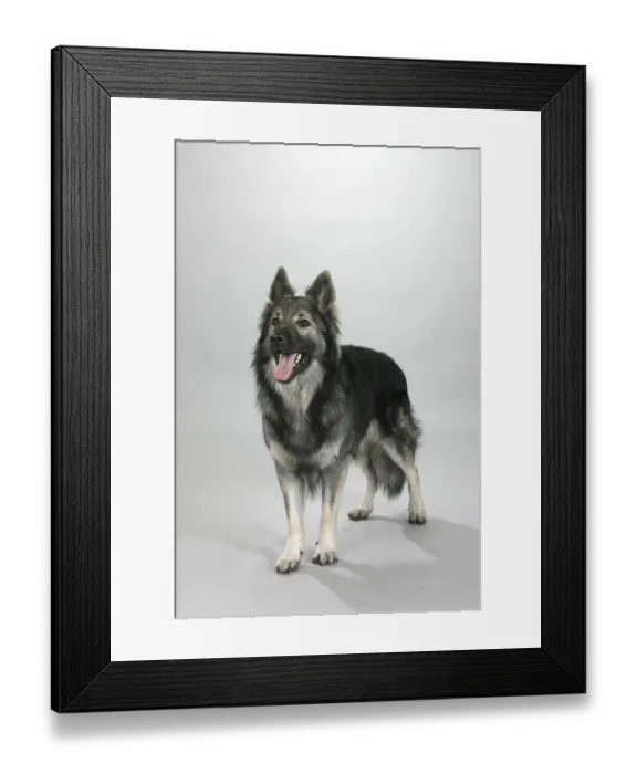 Framed Print : German Shepherd, Old German Shepherd
