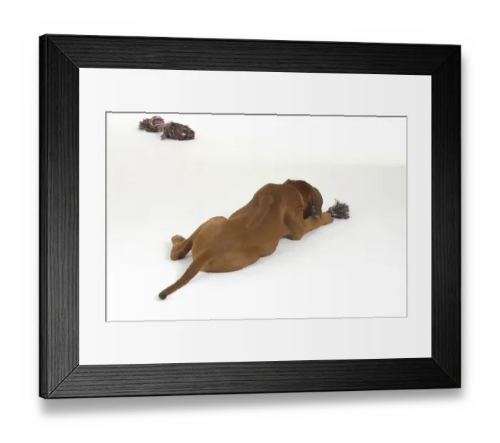 Framed Print : Rhodesian Ridgeback, puppy, 10 weeks, toy Framed Print : Rhodesian Ridgeback, puppy, 10 weeks, toy