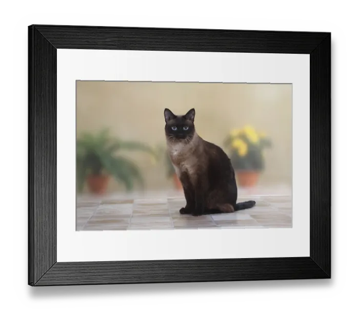 Framed Print : Classic Siamese Cat