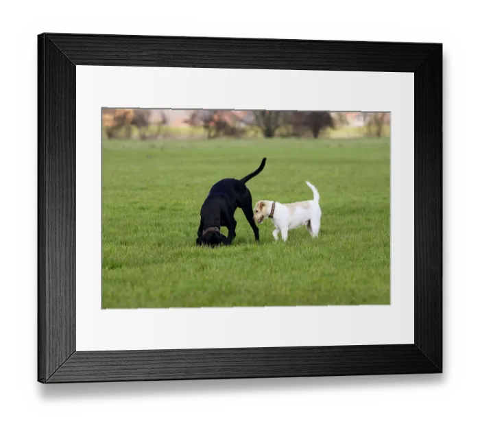 Framed Print : Mixed breed dog and Parson Russell Terrier Framed Print : Mixed breed dog and Parson Russell Terrier