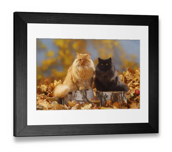 Framed Print : British Longhair Cats, Male, Black and Red Framed Print : British Longhair Cats, Male, Black and Red