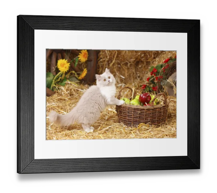 Framed Print : British Longhair, kitten, lilac-white, 4 months Framed Print : British Longhair, kitten, lilac-white, 4 months